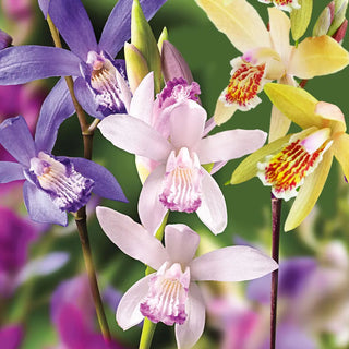 Hardy Ground Orchid Mix (Bletilla striata)