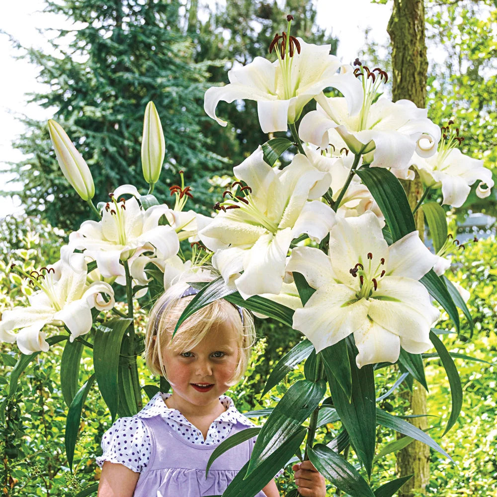 giant pretty lady tree flower lily Giant Orienpet Lily Pretty Woman