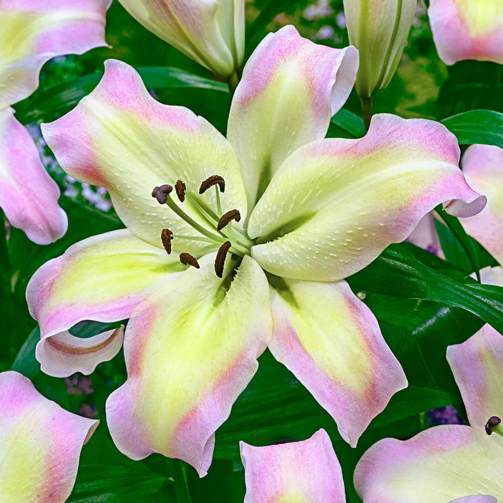 lily pretty woman flower Giant Orienpet Lily Pretty Woman