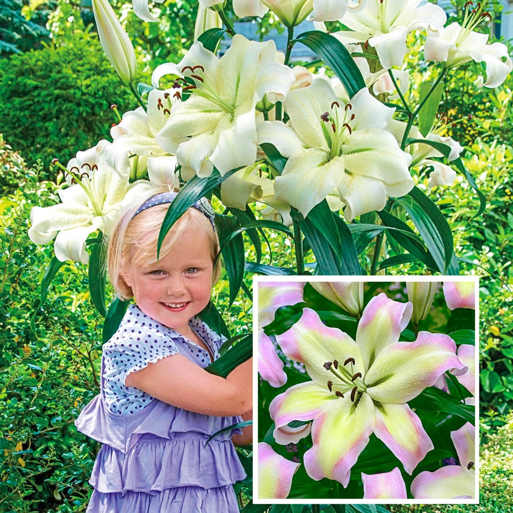 giant tree flower lily Giant Orienpet Lily Pretty Woman