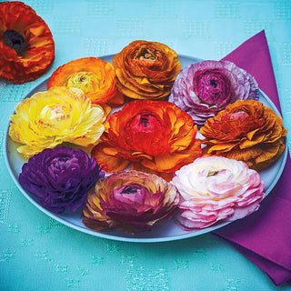 Ranunculus Picotee Mix