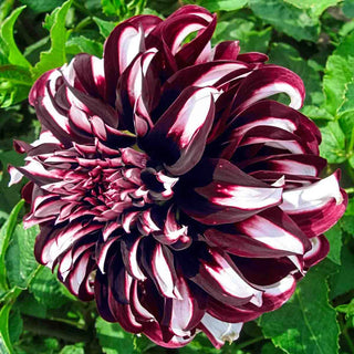 Giant Dinnerplate Dahlia Tartan