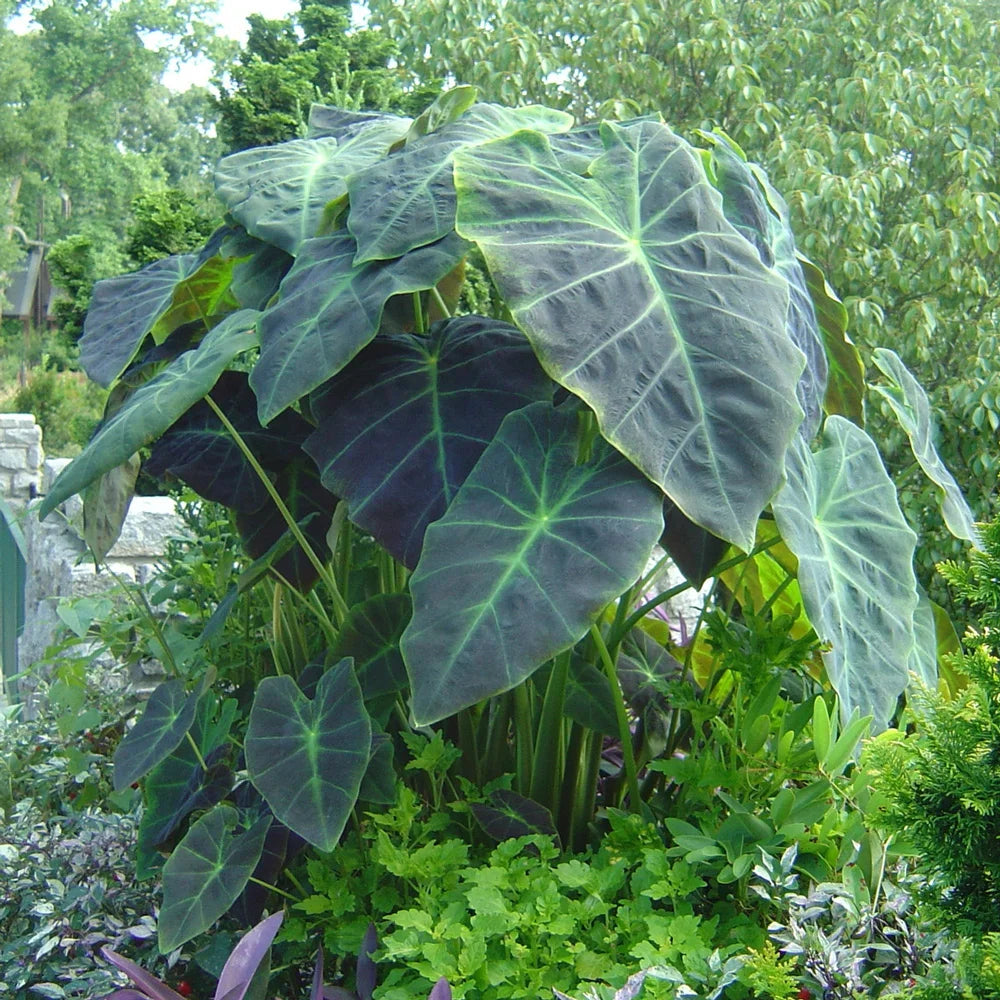 colocasia antiquorum illustris elephant ear plant Elephant Ear antiquorum Illustris