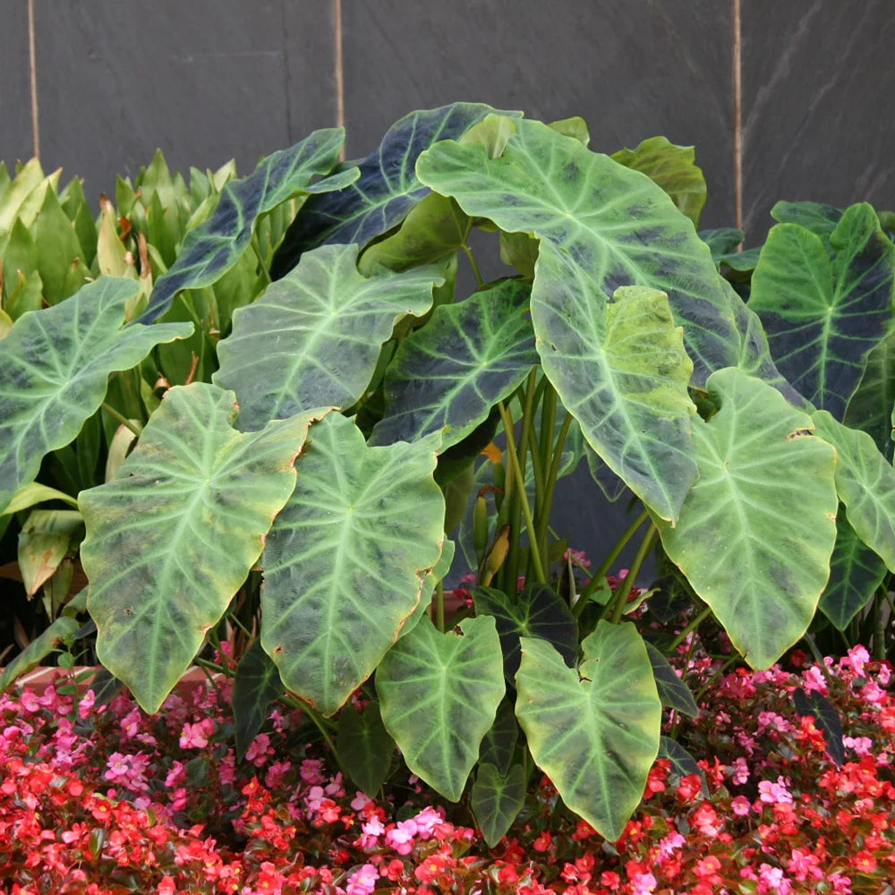 colocasia antiquorum illustris elephant ear plant Elephant Ear antiquorum Illustris