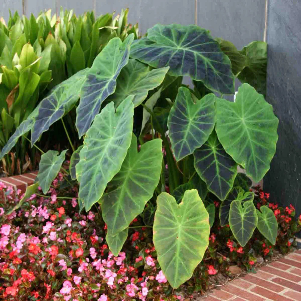 are elephant ear plants deer resistant Elephant Ear antiquorum Illustris