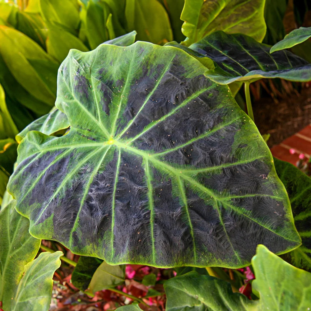 illustris elephant ear indoor plant Colocasia esculenta Illustris