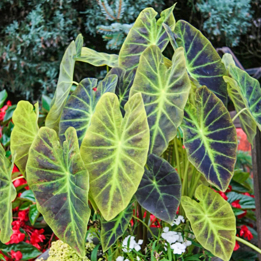 elephant ear plant outline Colocasia esculenta Illustris