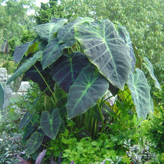 Colocasia esculenta Illustris