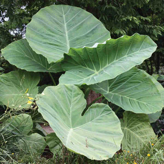 Elephant Ear gigantea Thailand Giant