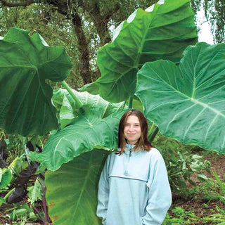 Elephant Ear gigantea Thailand Giant
