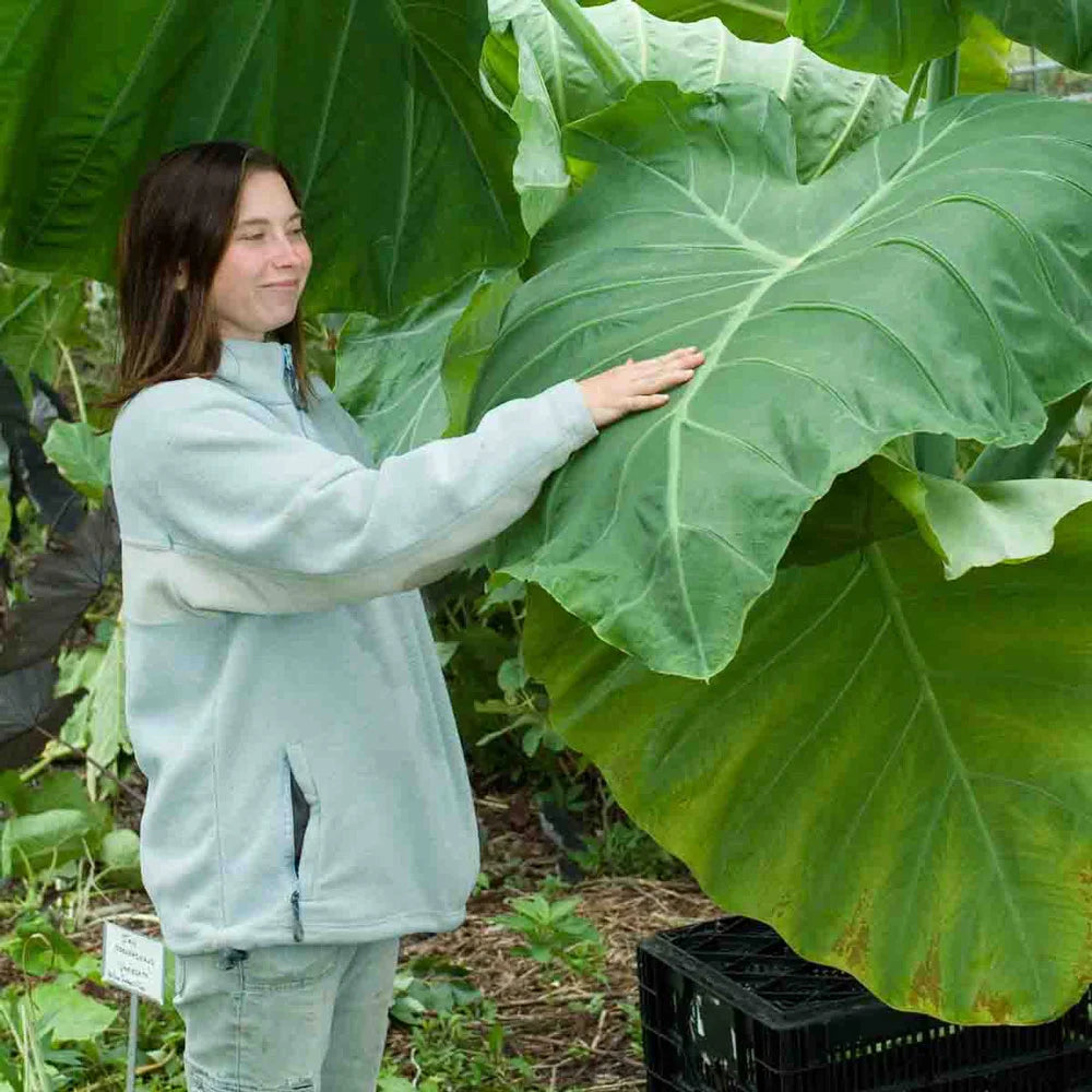 huge elephant ear plants Elephant Ear gigantea Thailand Giant