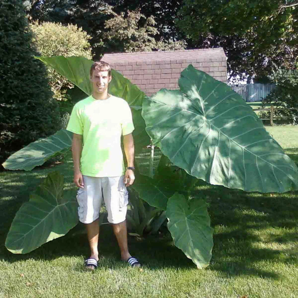 big elephant ears plants Elephant Ear gigantea Thailand Giant