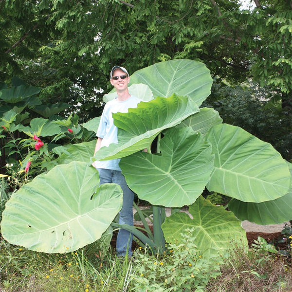 Elephant Ear gigantea Thailand Giant