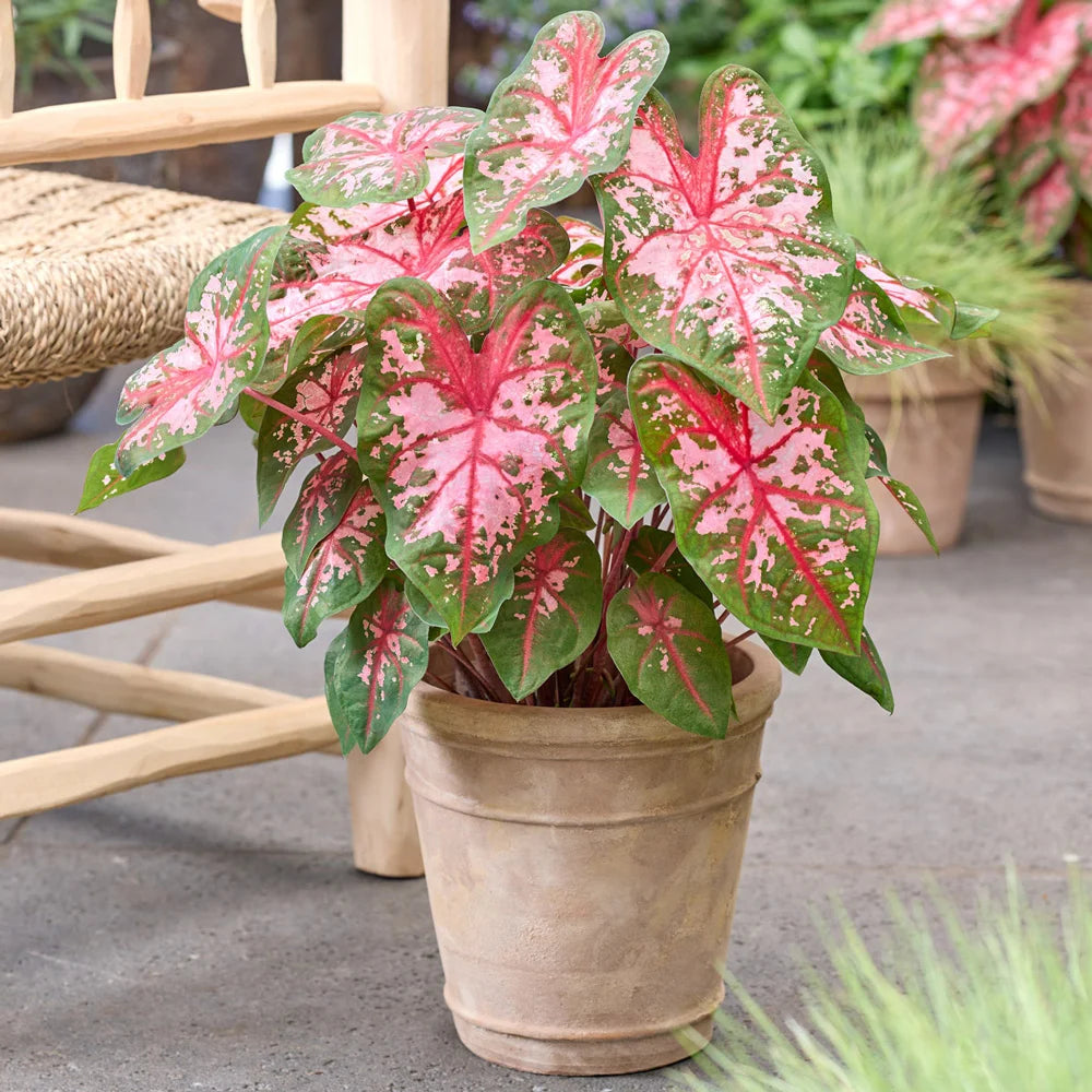 caladium indoor or outdoor plant Caladium Carolyn Whorton