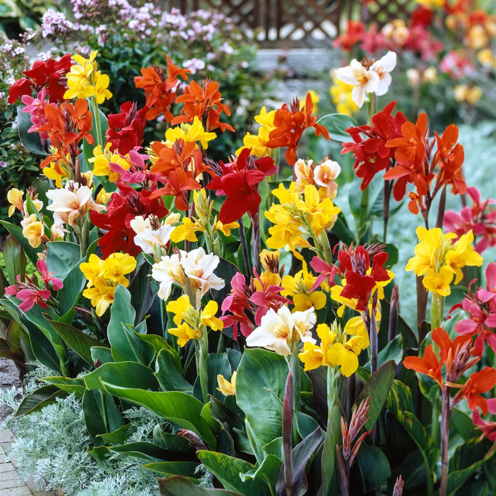 canna lily flower bed ideas Giant Cannas Mixed