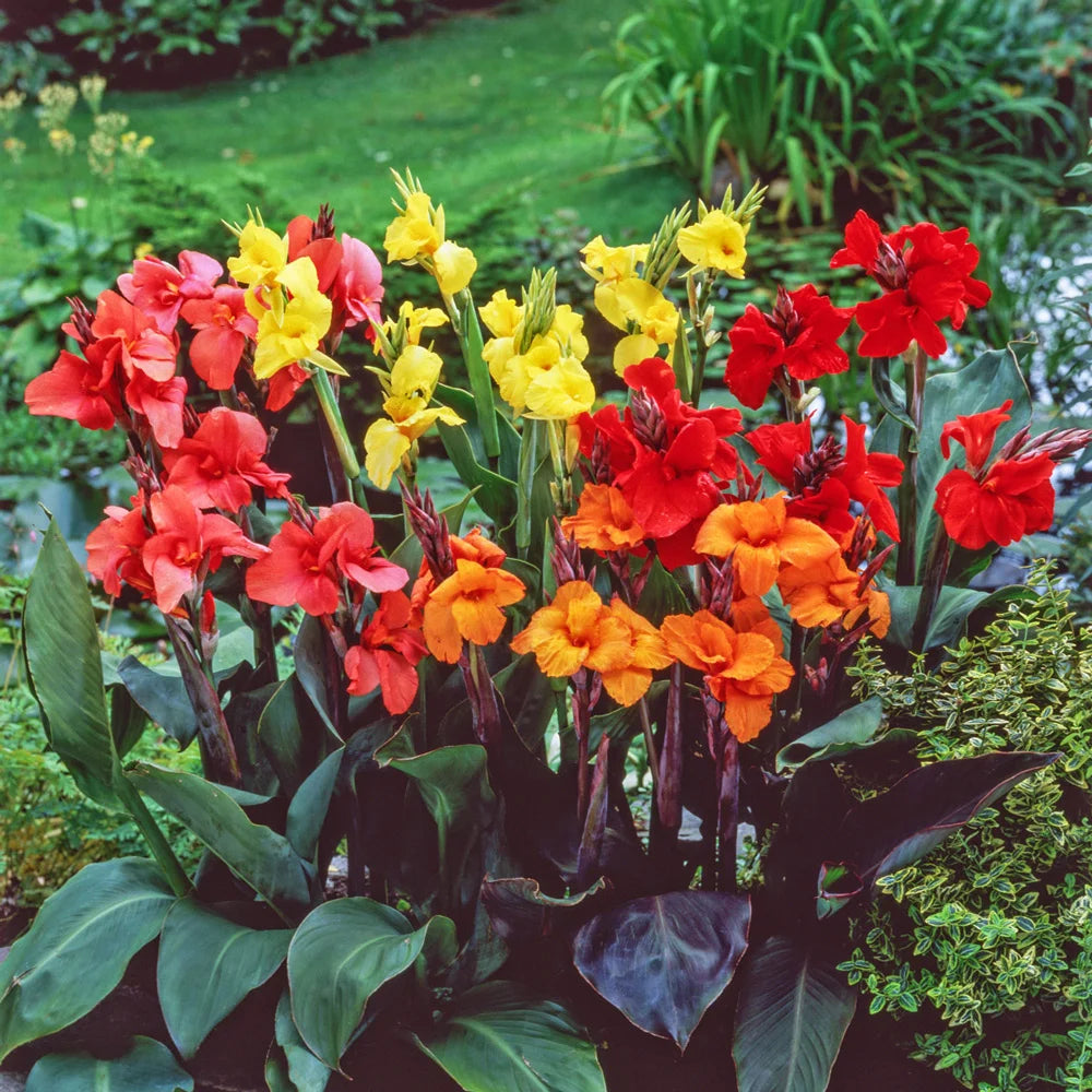 canna lily flower bed ideas Giant Cannas Mixed