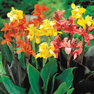 Giant Cannas Mixed