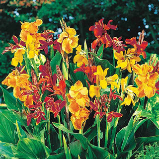Giant Cannas Mixed