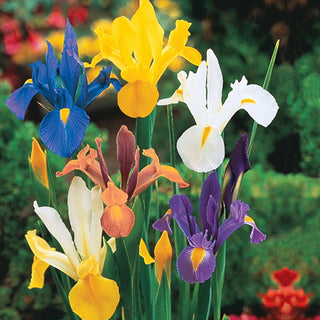 Dutch Iris Beauty Mix