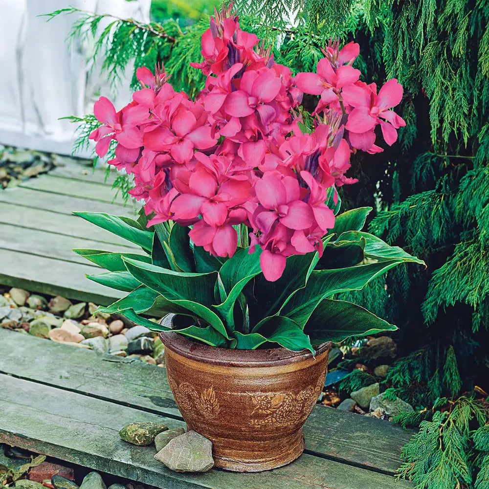 canna plant in pot Dwarf Canna Pink Beauty