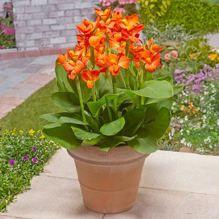 Dwarf Canna Ingeborg