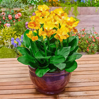 Dwarf Canna Cleopatra Yellow