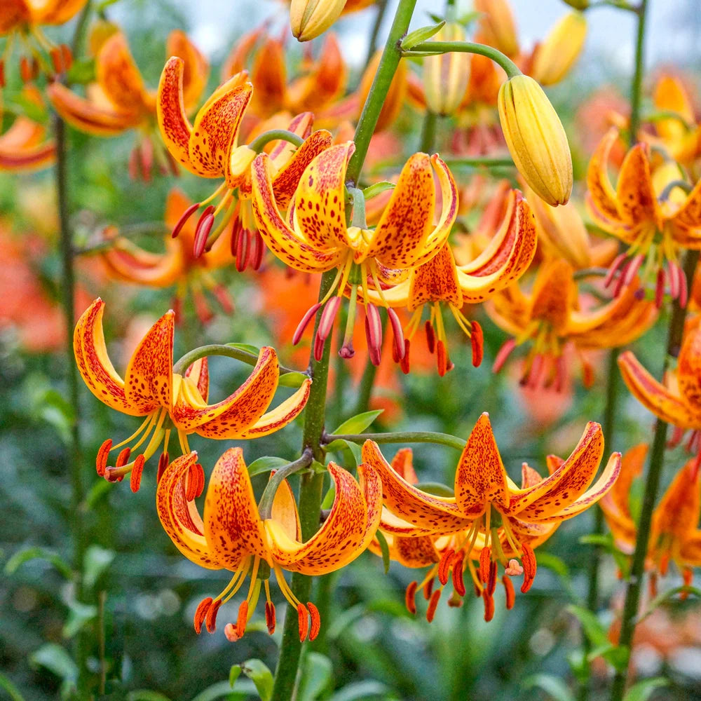 morning lily flower Martagon Lily Sunny Morning