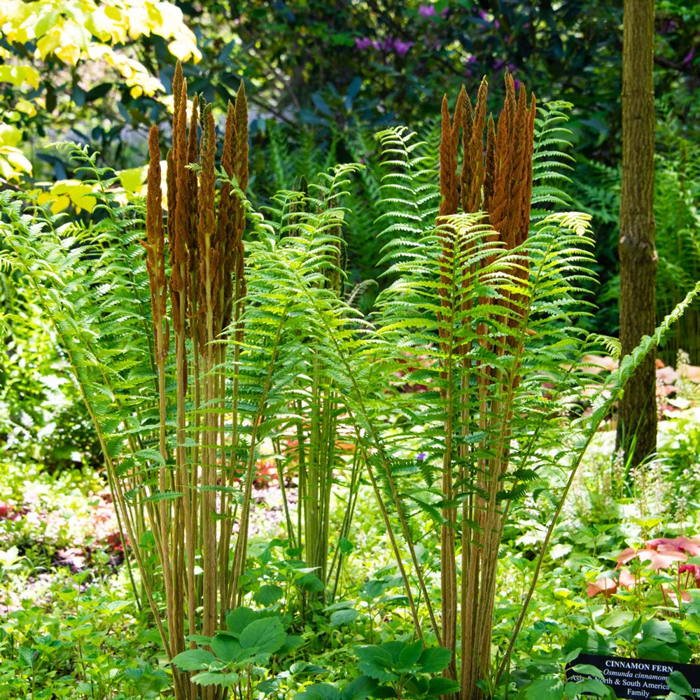 cinnamon fern plant Cinnamon Fern