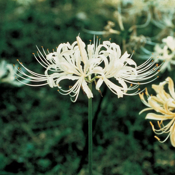 spider lily white care Lycoris albiflora (White Spider Lily)