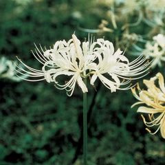 white fringe lily Lycoris albiflora (White Spider Lily)