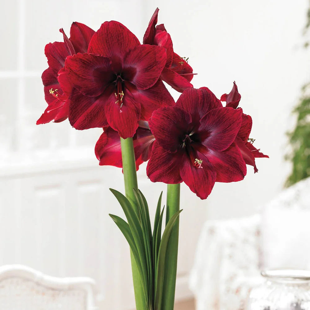 house plant bulbs for sale Single Amaryllis Eruption | Bag of 3 Wholesale Bulbs | Hippeastrum 'TNT' | Zone 3-10 | Red | 18 - 24 inches | Full Sun