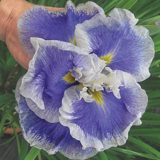 Japanese Iris Wave Action
