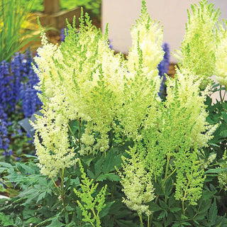 Astilbe Mont Blanc