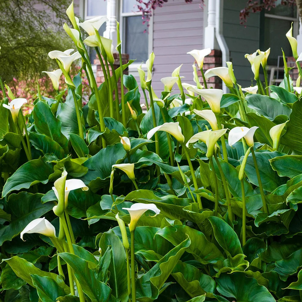 white calla lily bulbs Hybrid Calla Lily Aethiopica