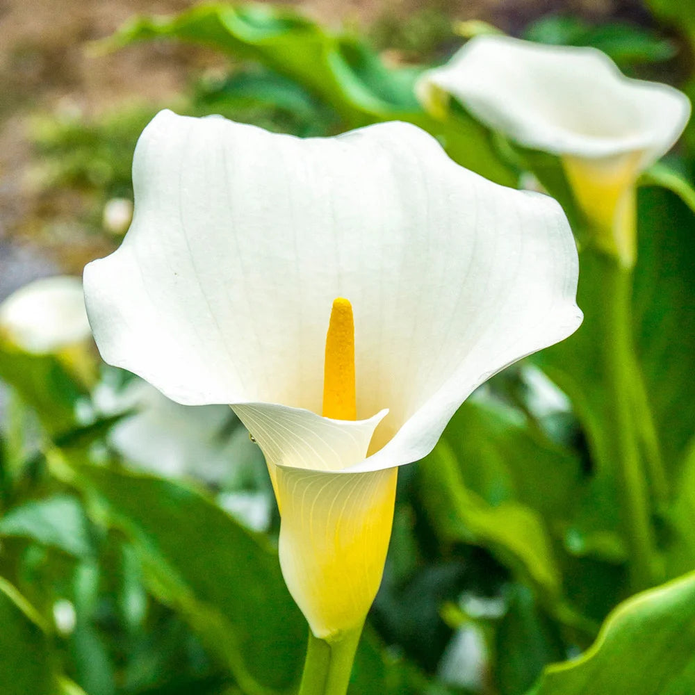 white arum lily bulbs Hybrid Calla Lily Aethiopica