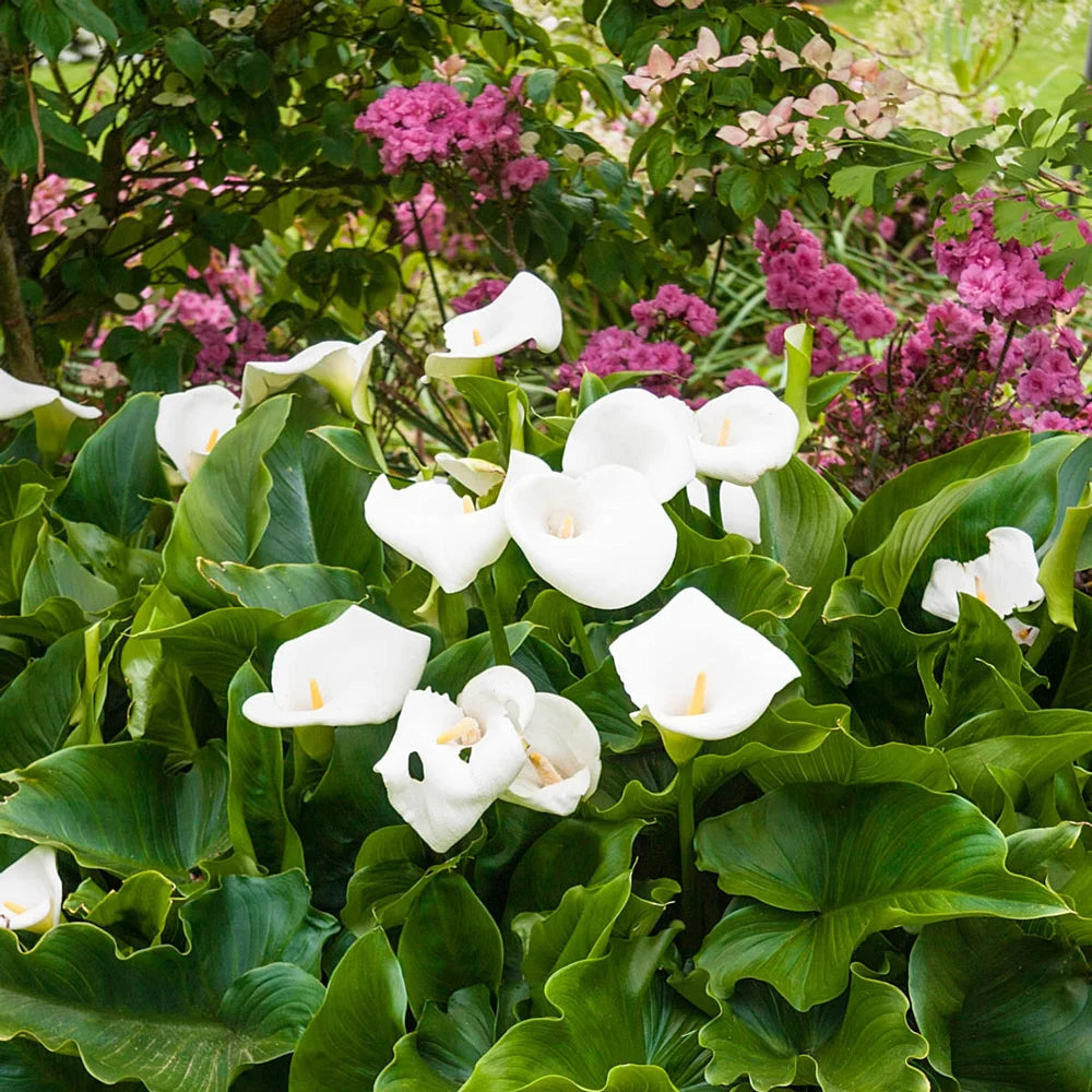 giant calla lily plants Hybrid Calla Lily Aethiopica