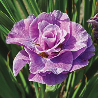 Double Siberian Iris Pink Parfait