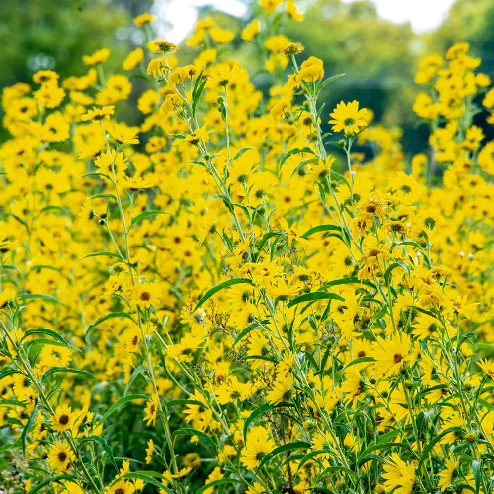 planting maximilian sunflower seeds Maximilian Sunflower (Helianthus maximiliani)