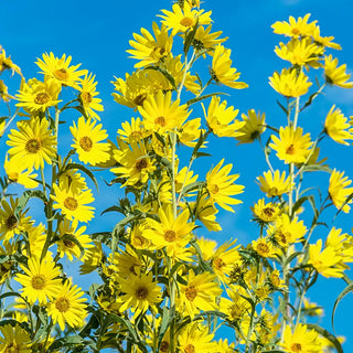 Maximilian Sunflower (Helianthus maximiliani)