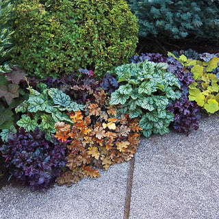 Heuchera Mix