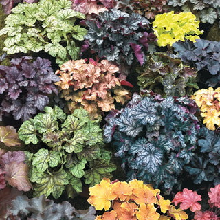 Heuchera Mix
