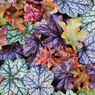 Heuchera Mix