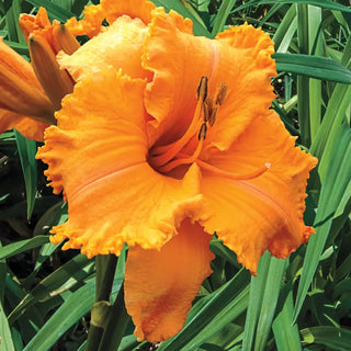 Daylily Colonel Mustard