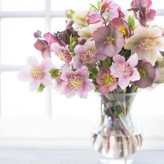 Mixed Hellebores (Helleborus orientalis Mix)