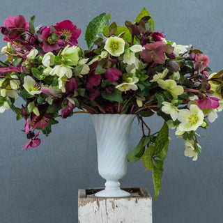 Mixed Hellebores (Helleborus orientalis Mix)