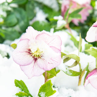 Mixed Hellebores (Helleborus orientalis Mix)