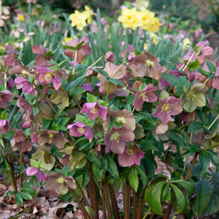 Mixed Hellebores (Helleborus orientalis Mix)