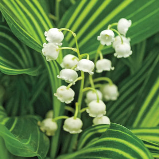 Convallaria majalis Albostriata
