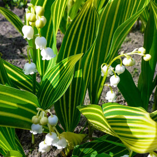 Convallaria majalis Albostriata