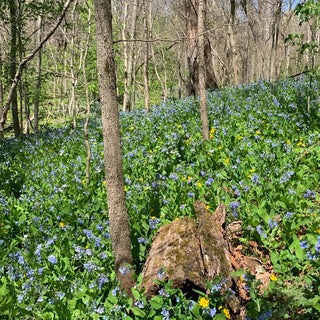 Virginia Bluebells